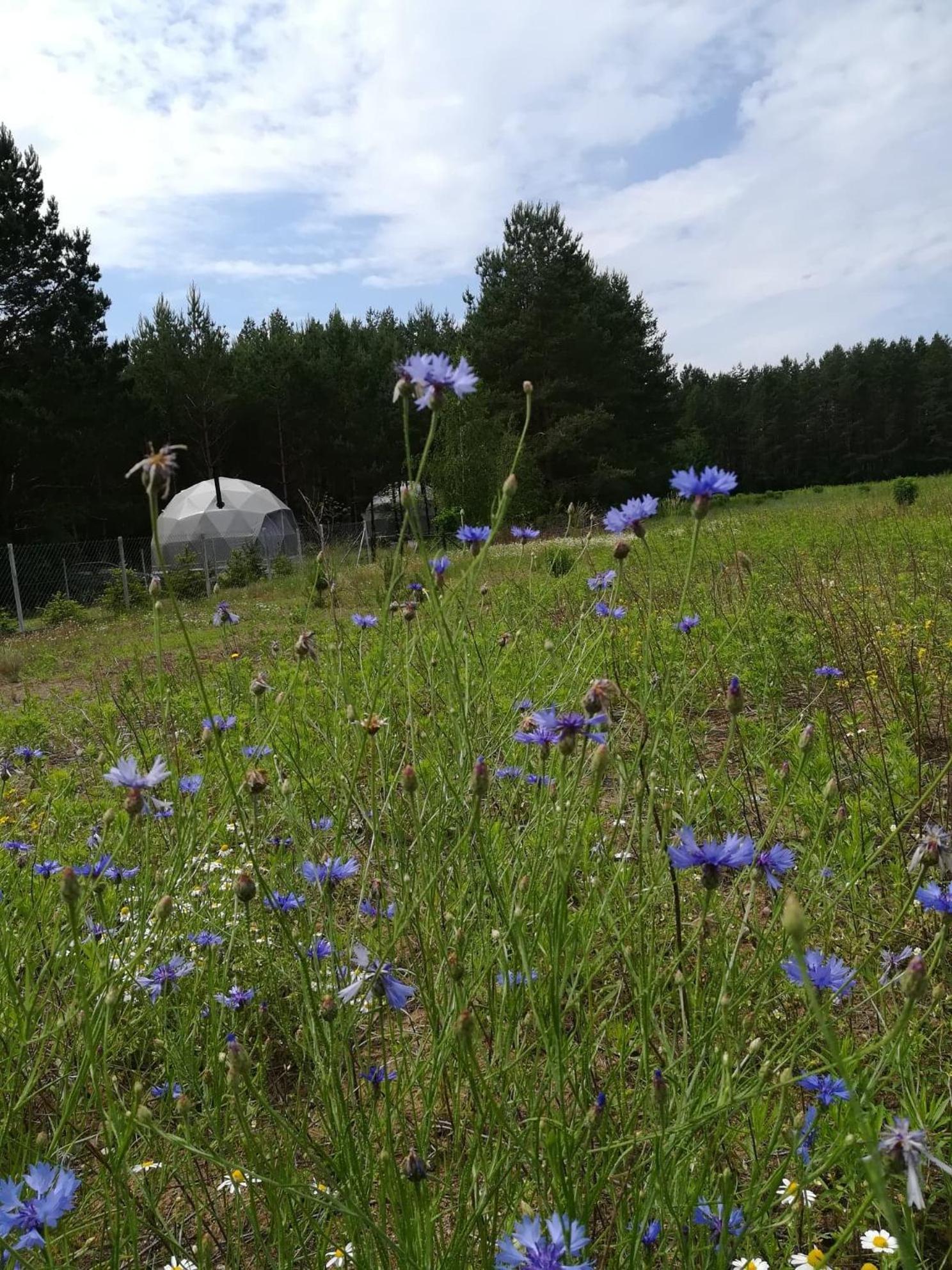 Hotel Glamping Drzwi Do Lasu Supraśl Exterior foto